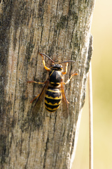 Dolichovespula media