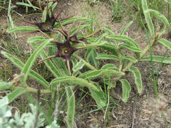 Brachystelma foetidum