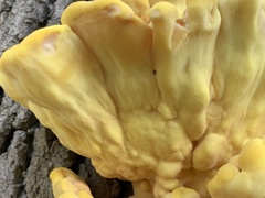 Laetiporus sulphureus