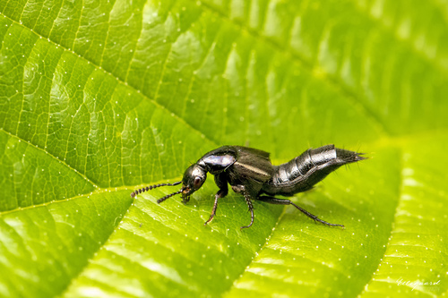 Philonthus succicola