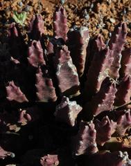 Stapelia