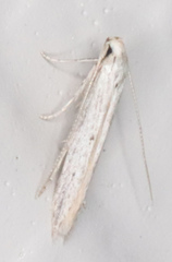 Haplochrois bipunctella