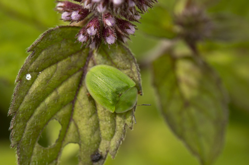Green Tortoise Beetle (Cassida viridis) photo 5