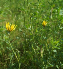 Tragopogon dasyrhynchus