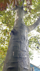 Platanus mexicana