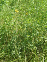 Tragopogon dasyrhynchus