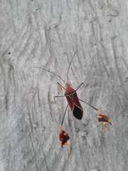 Anisoscelis hymenipherus