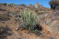 Euphorbia dregeana