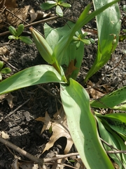 Tulipa