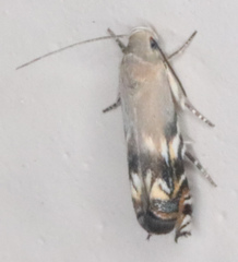 Calliprora