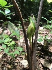 Xanthosoma helleborifolium