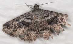Ophiusini