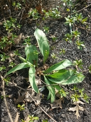 Tulipa
