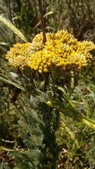 Achillea arabica