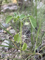 Physalis neomexicana