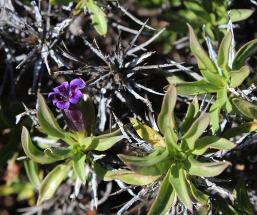 Aptosimum viscosum (Aptosimum viscosum)