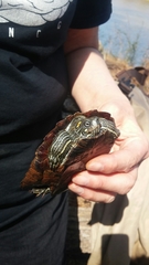 Graptemys ouachitensis