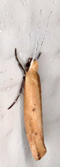 Ypsolopha ochrella