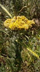 Achillea arabica