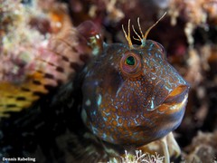 Parablennius goreensis