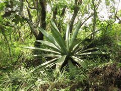 Agave scaposa
