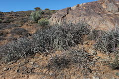 Cynanchum viminale thunbergii