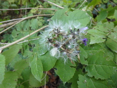 Cicerbita prenanthoides