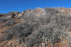 Cynanchum viminale thunbergii