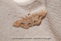 Idaea belemiata