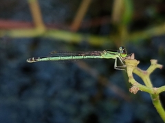 Agriocnemis kalinga