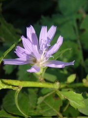 Cicerbita prenanthoides