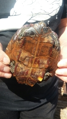 Graptemys ouachitensis