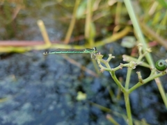 Agriocnemis kalinga