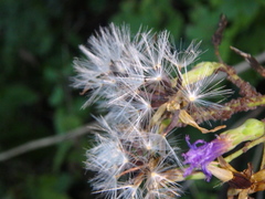 Cicerbita prenanthoides