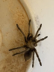 Aphonopelma gabeli