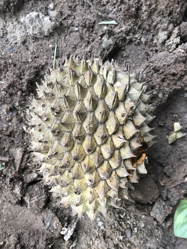 Annona (Annona purpurea)