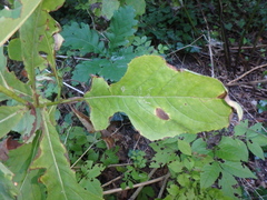 Cicerbita prenanthoides