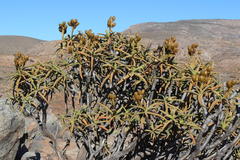 Aloidendron ramosissimum