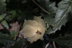 Xeralictus timberlakei