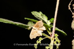 Idaea dromikos
