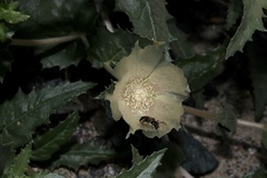Xeralictus timberlakei