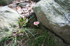 Russula