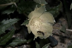 Xeralictus timberlakei