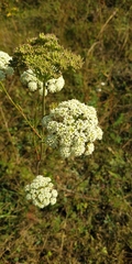 Kadenia dubia