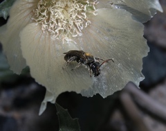Xeralictus timberlakei