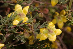 Roepera spinosa