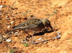 Galerida magnirostris sedentaria