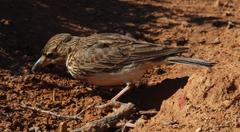 Galerida magnirostris sedentaria