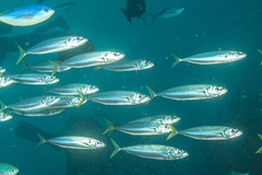 Decapterus