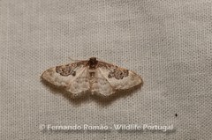Idaea mustelata